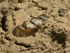 Acraea encedon encedon