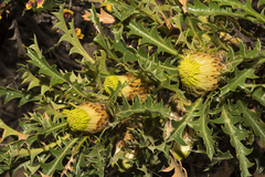 Banksia armata