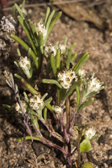 Blennospora drummondii