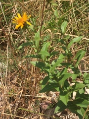Inula