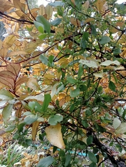 Ileostylus micranthus