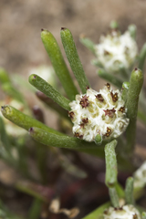 Blennospora drummondii