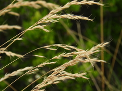 Arrhenatherum palaestinum