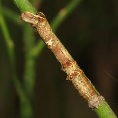 Selenia alciphearia
