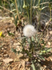 Taraxacum