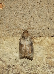 Acrolophus piger