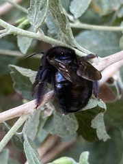 Xylocopa