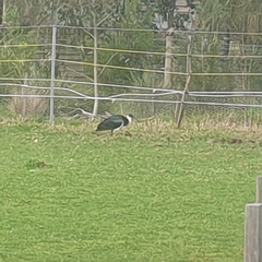 Threskiornis spinicollis