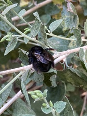 Xylocopa