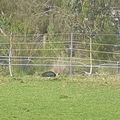 Threskiornis spinicollis