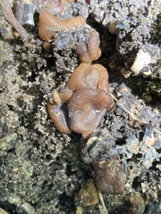 Pezizaceae