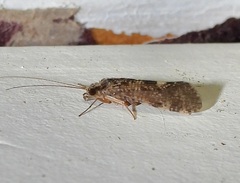 Trichoptera