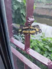 Rhyothemis variegata