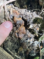Pezizaceae