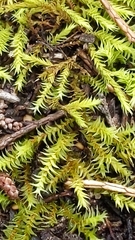 Triquetrella papillata