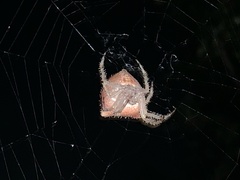 Araneus gemmoides