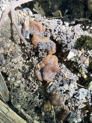 Pezizaceae