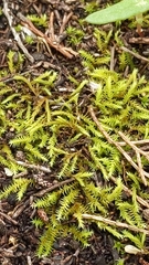 Triquetrella papillata