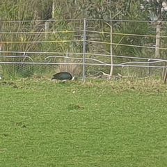 Threskiornis spinicollis