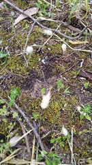 Triquetrella papillata