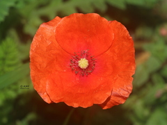 Papaver rhoeas