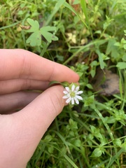 Stellaria flaccida