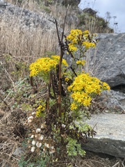 Eriophyllum staechadifolium