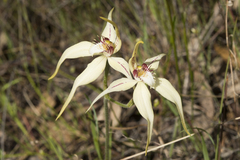 Caladenia × triangularis