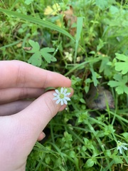 Stellaria flaccida