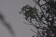 Pycnonotus finlaysoni eous