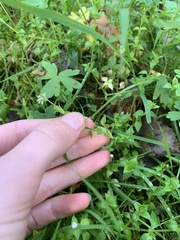 Stellaria flaccida
