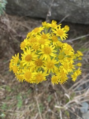 Eriophyllum staechadifolium