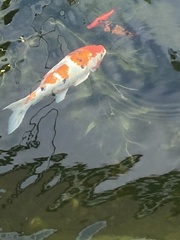 Cyprinus rubrofuscus