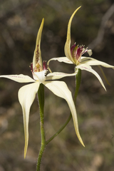 Caladenia × triangularis
