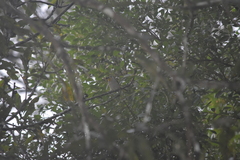 Pycnonotus finlaysoni eous