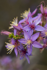 Calytrix leschenaultii