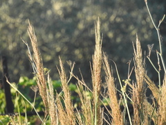 Arundo plinii