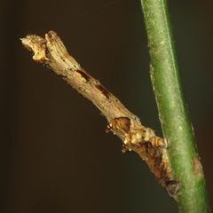 Selenia alciphearia