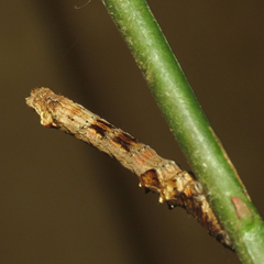 Selenia alciphearia