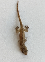 Hemidactylus frenatus