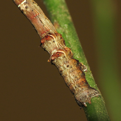 Selenia alciphearia