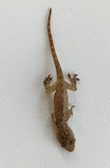 Hemidactylus frenatus
