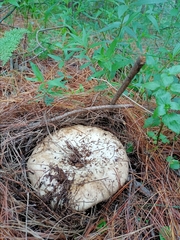 Russulaceae