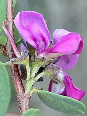 Indigofera denudata