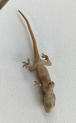 Hemidactylus frenatus