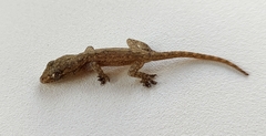 Hemidactylus frenatus