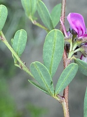 Indigofera denudata