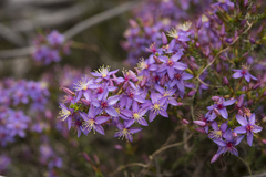 Calytrix leschenaultii