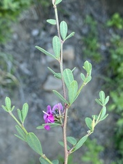 Indigofera denudata