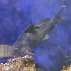 Synodontis eupterus